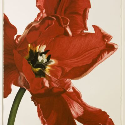 John Matthew Moore painting, tulip