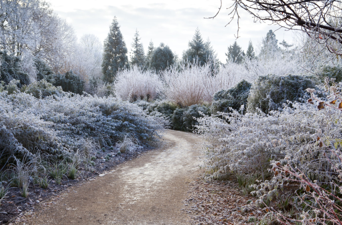 A frosted garden in winter.