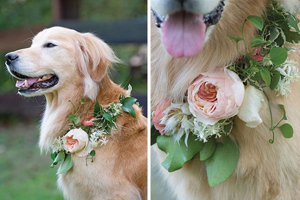 flower collars for dogs, wedding dogs, flower dogs