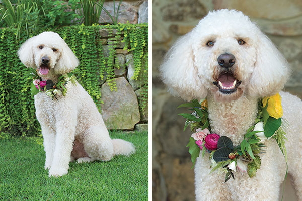 flower collars for dogs, wedding dogs, flower dogs