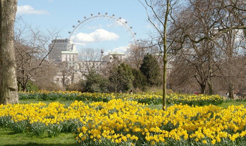 Daffodils in St. James Park, London