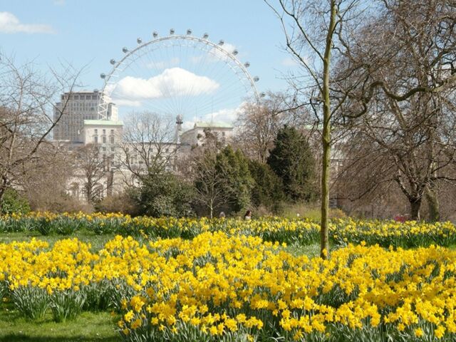 Daffodils in St. James Park, London