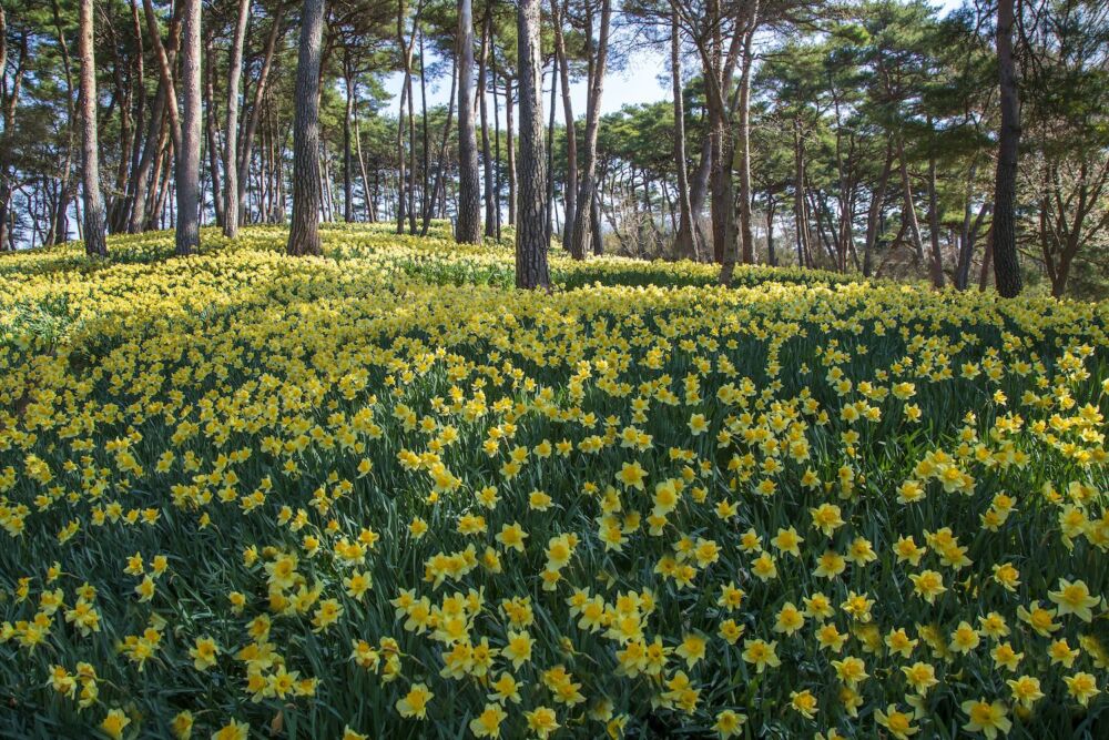 Daffodil mountain, South Korea