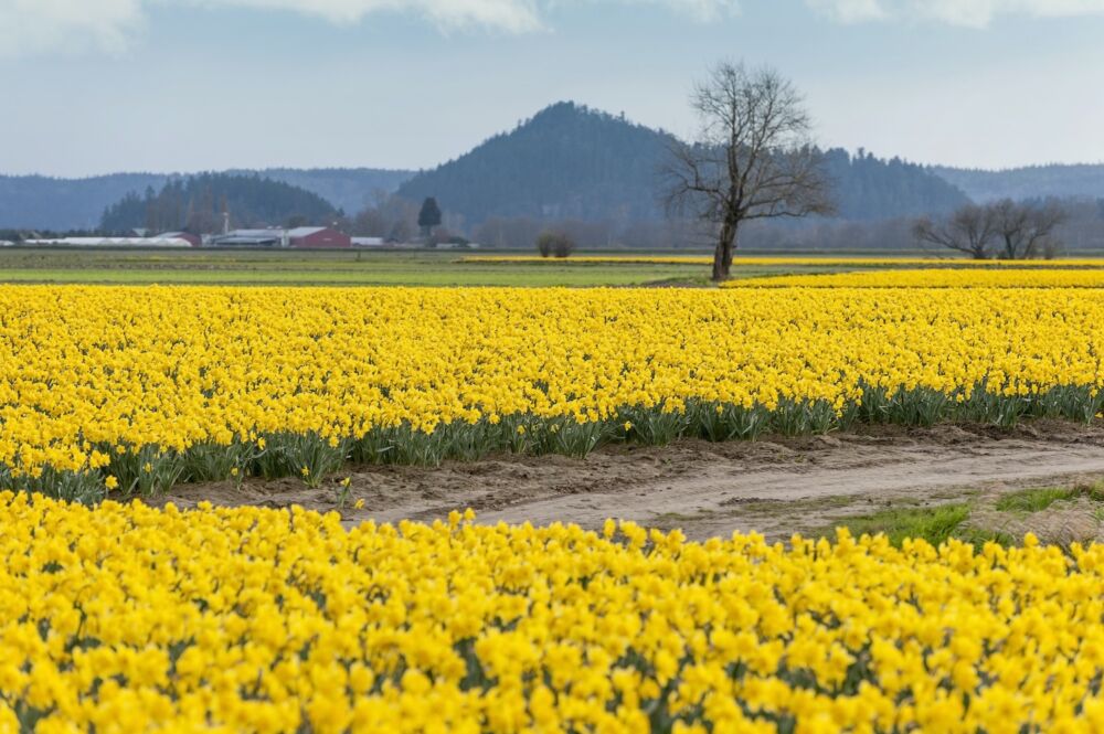 Daffodil field in Skagit Valley