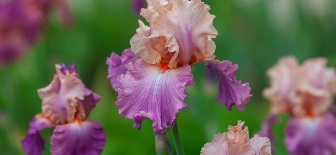 Beautiful pink iris flowers grow in the garden. Close-up of a flower iris on blurred green natural background. Full Bloom trend. Shallow depth of field.