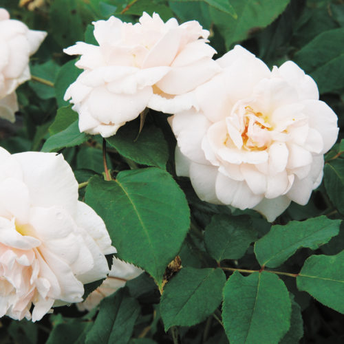 Madame Alfred Carrière, musk scented rose