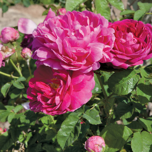 Madame Isaac Pereire, musk scented rose