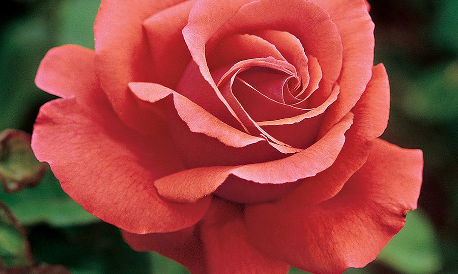 fragrant rose varieties, fragrant roses