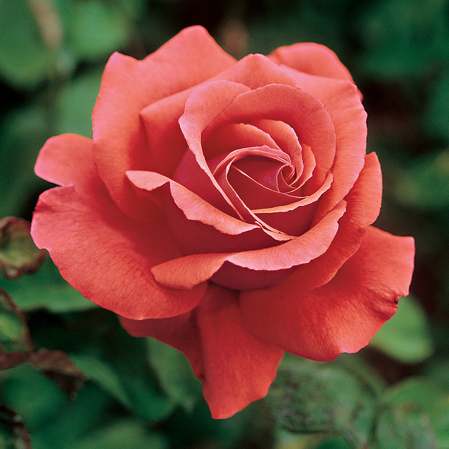 22 of Our Favorite Fragrant Roses | Flower Magazine