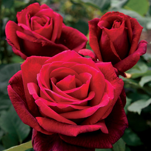 Mister Lincoln, one of the most fragrant red roses