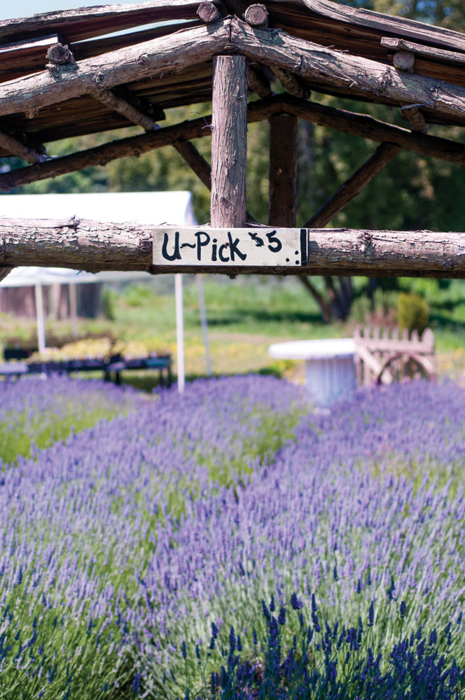 Many farms in Sequim, Washington, invite summer visitors to pick their own lavender bundles. | Photo © Georgianna Lane