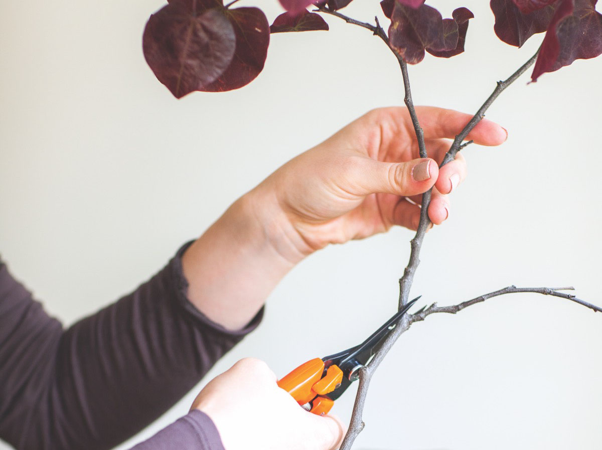 trimming branches of purple leaf plum tree for a floral arrangement