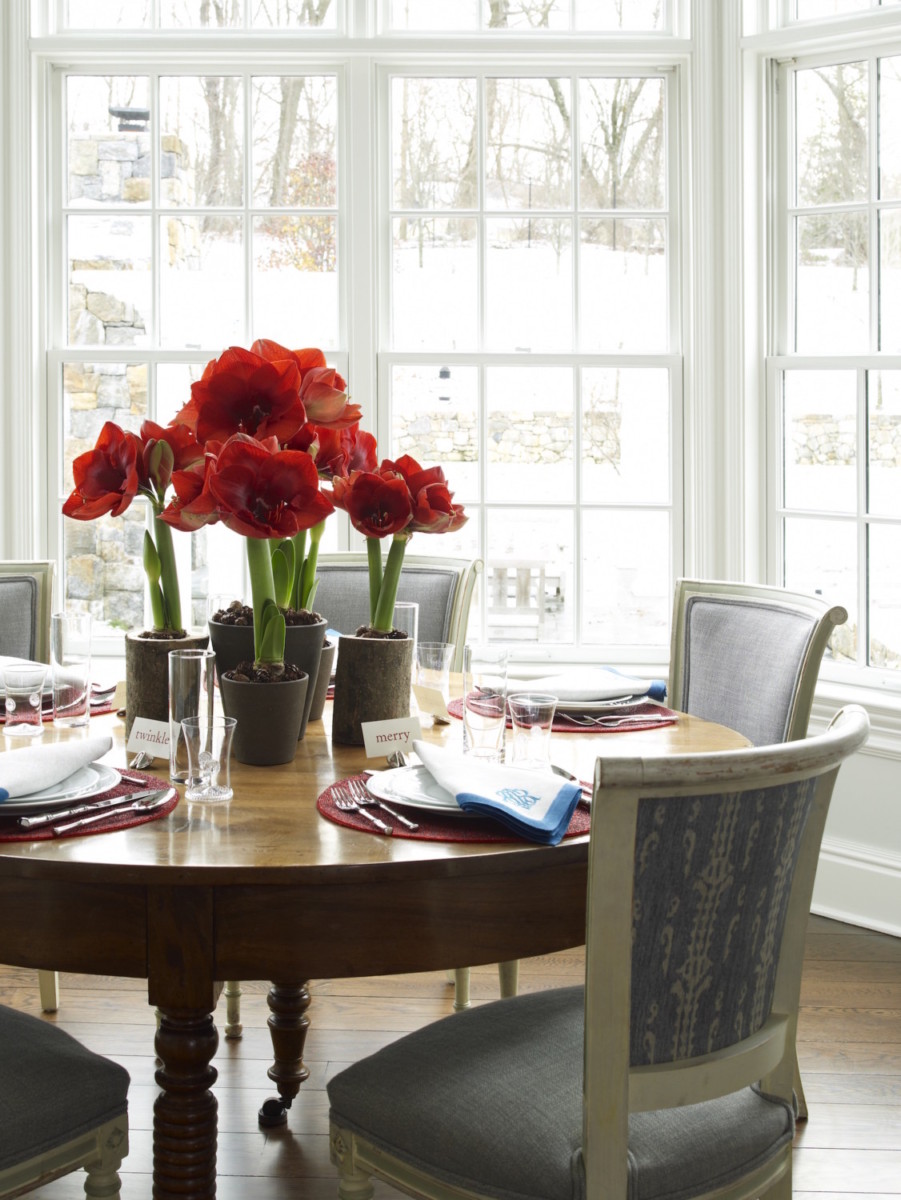 Grouping of red amaryllis con round dining table in bay window.