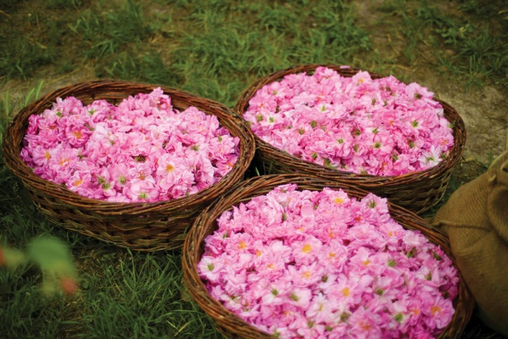 Baskets of harvested Rose de Mai blooms