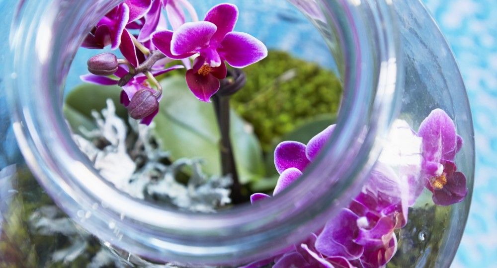 Orchid arrangements