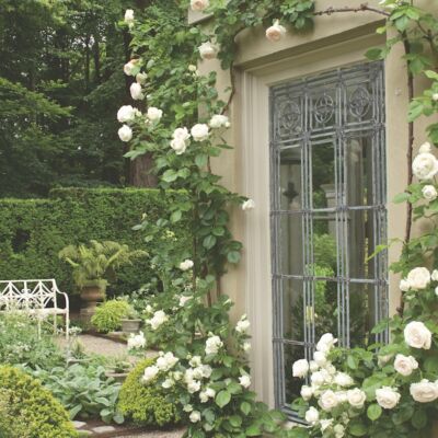 White climbing roses adorn an orangery.
