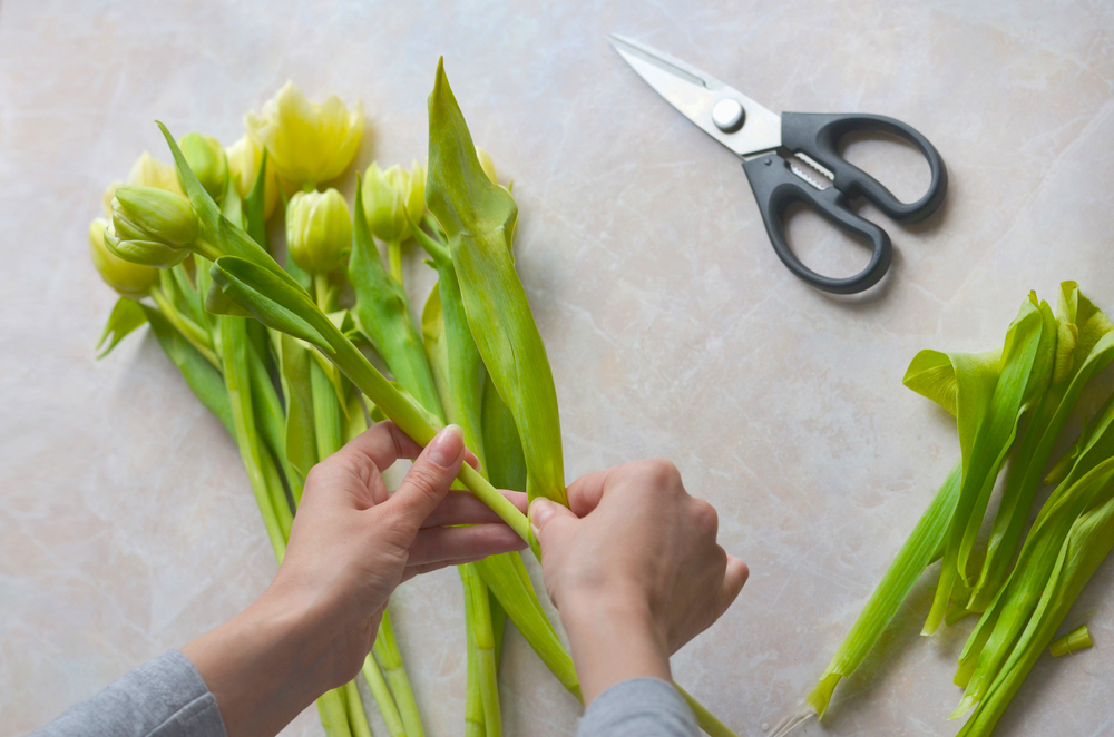 cutting tulips