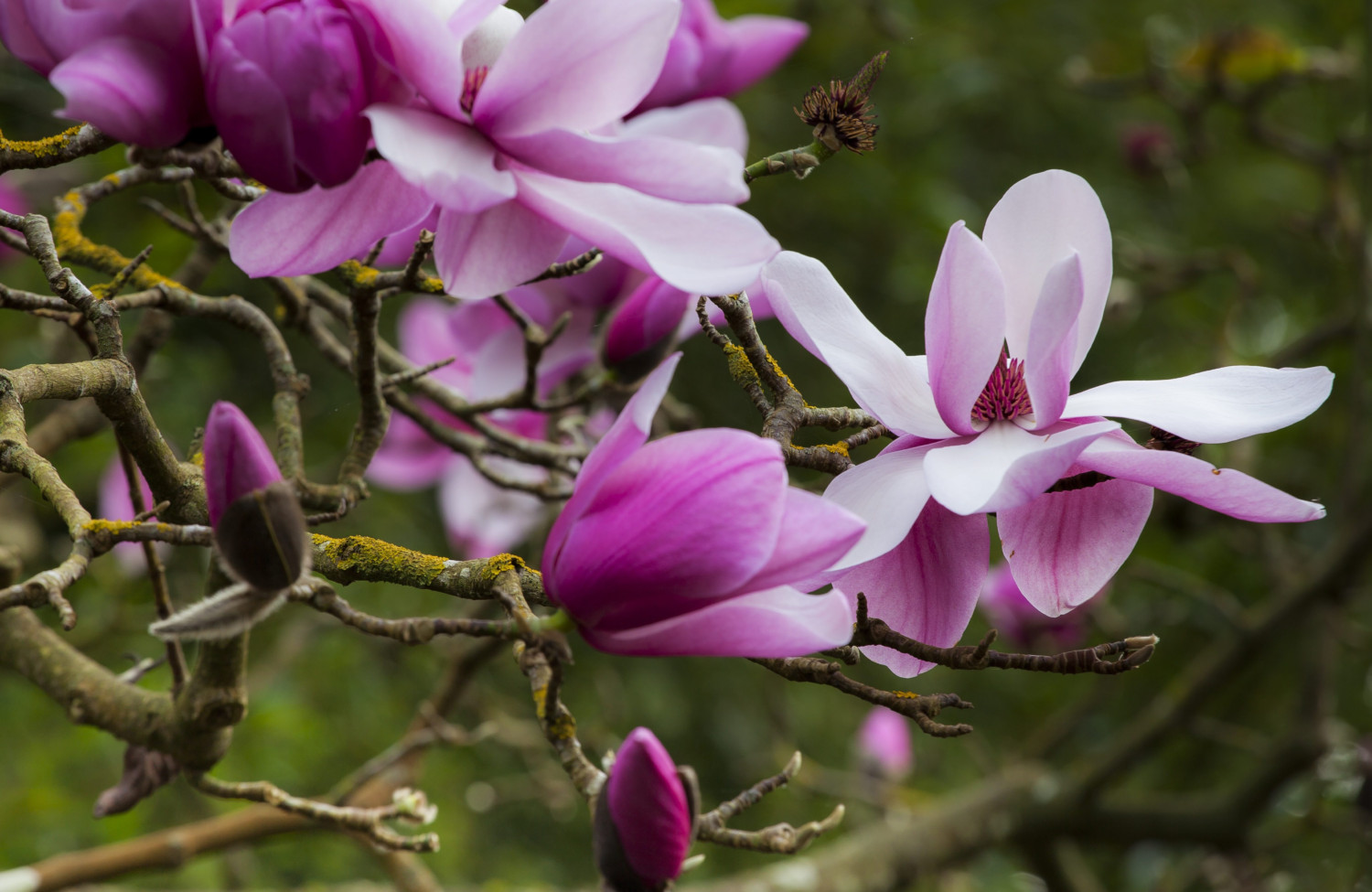 Sprenger magnolia blossoms, a pink flowering winter magnolia