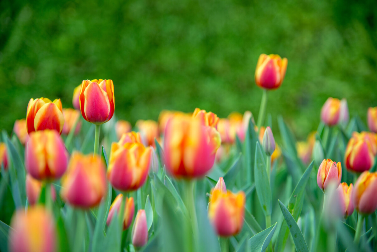 a bed of tulips with red petals edged in yellow