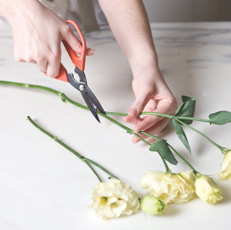 Scissors cutting the stem of a rose.