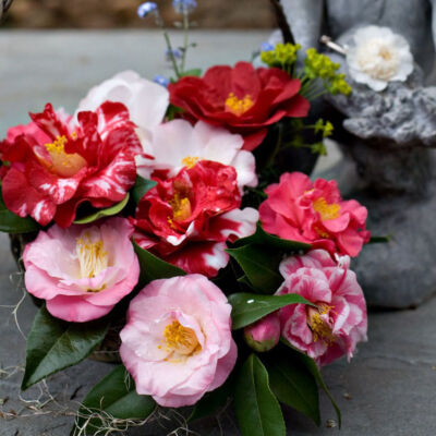a basket arrangement of camellia varieties ranging from pale to dark pink, with solid and variegated petals