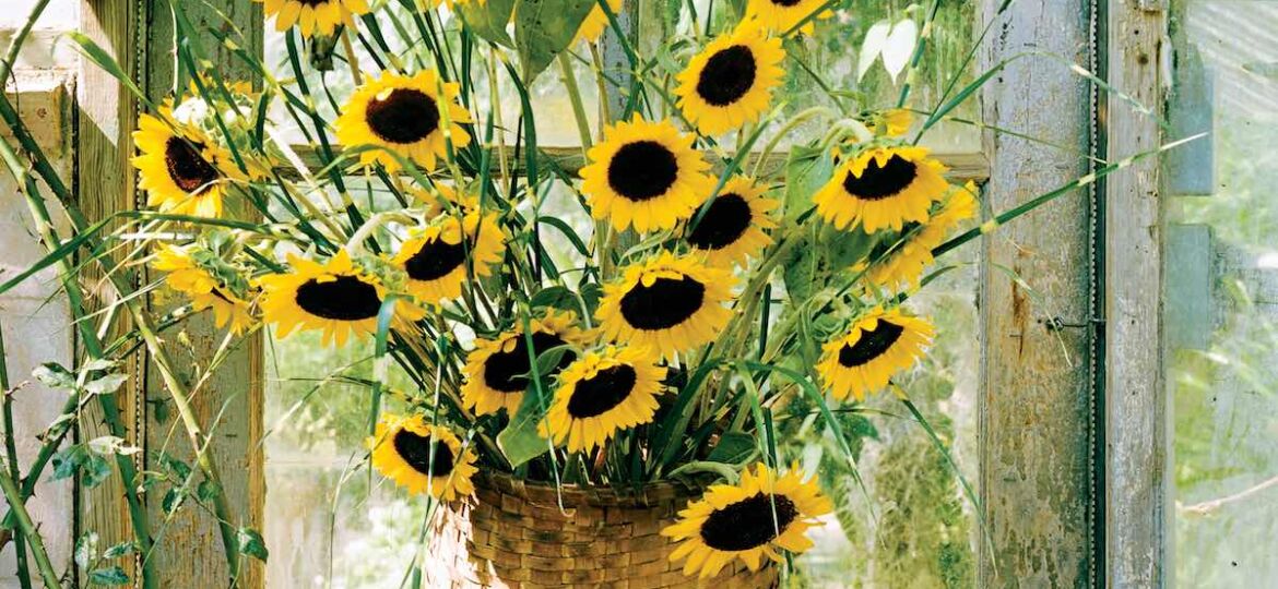 sunflower arrangements, basket flower arrangements