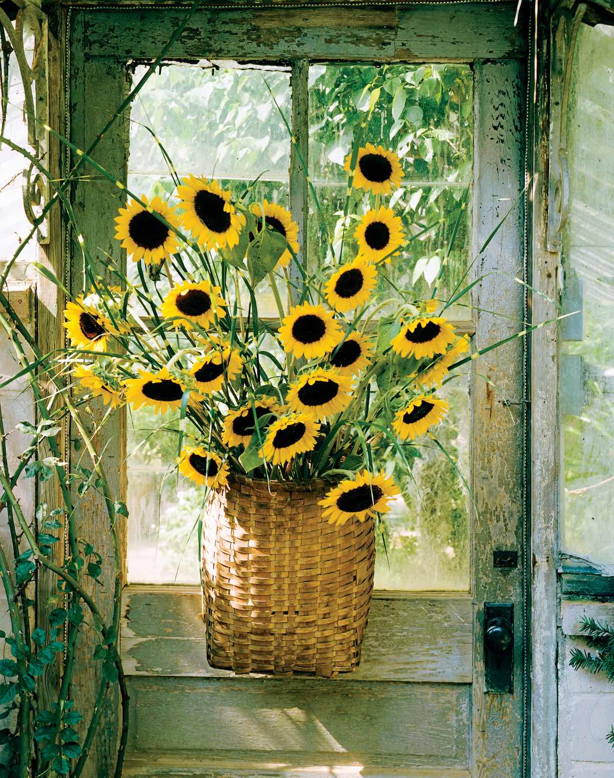 Here Comes The Sun And Sunflower Arrangements Flower Magazine