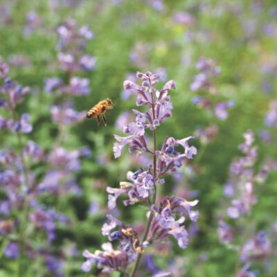 backyard beekeeping, lavender