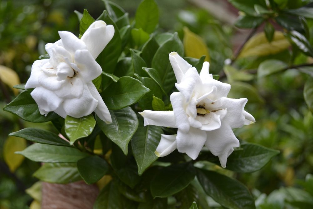 fragrant garden plants, gardenia