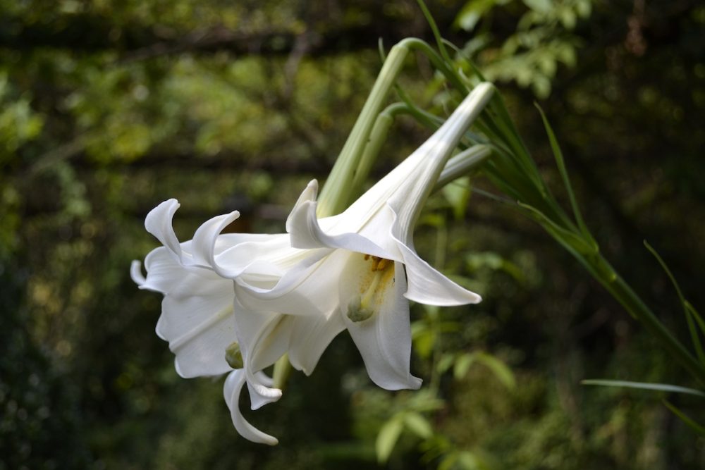 white fragrant flowers