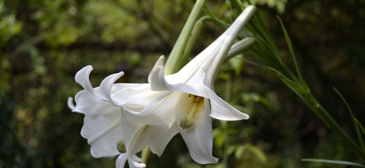 white fragrant flowers