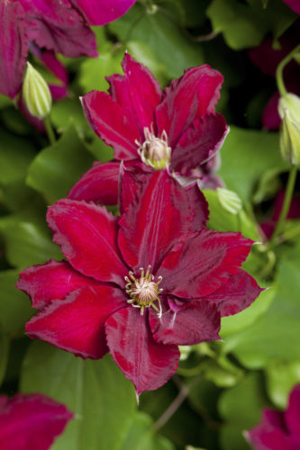ray evison clematis expert