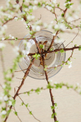 Flowering branches placed into drinking glass