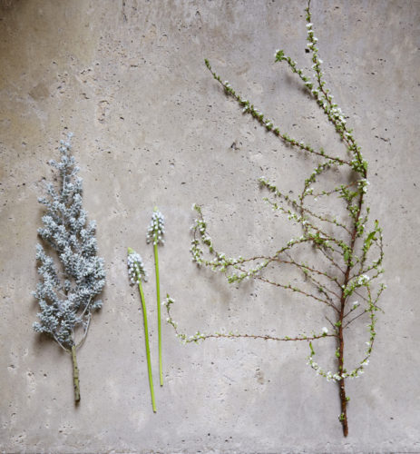 Floral materials for silver and white flower arrangement: kochia, white muscari, and Japanese spirea