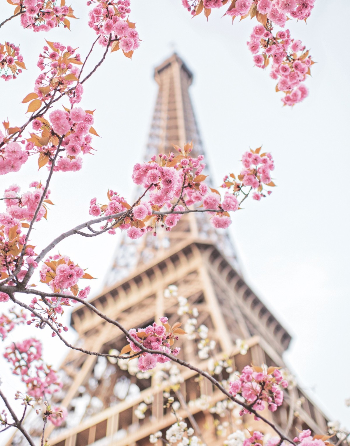 Эльфивая башня в Париже Сакура