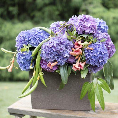 Arrangement of blue and purple hydrangeas with trumpet vines and clematis foliage.