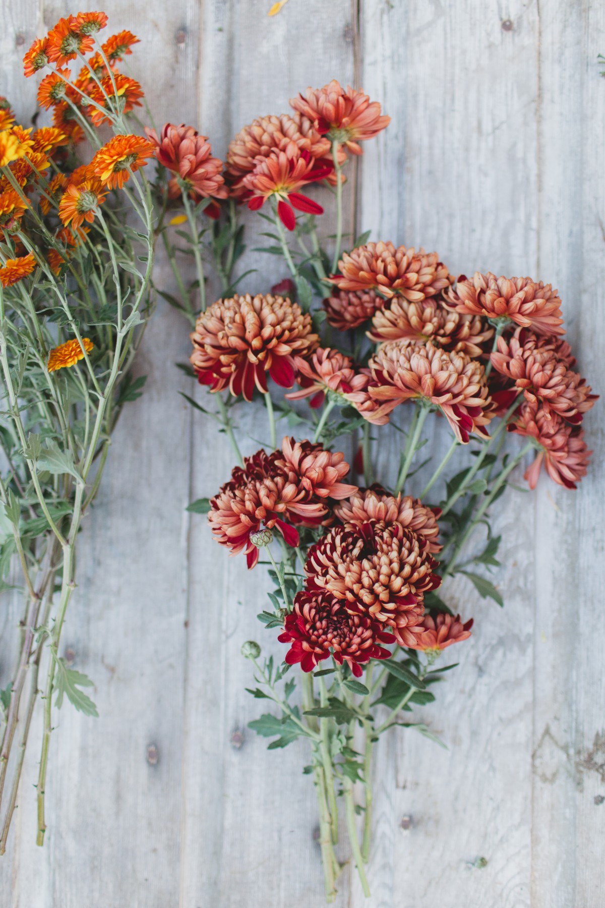 Top Tips for Arranging Mums | Flower Magazine
