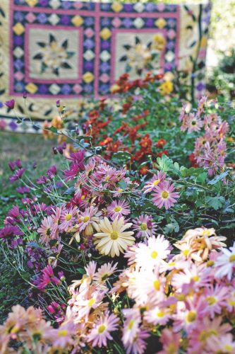 chrysanthemum flower garden