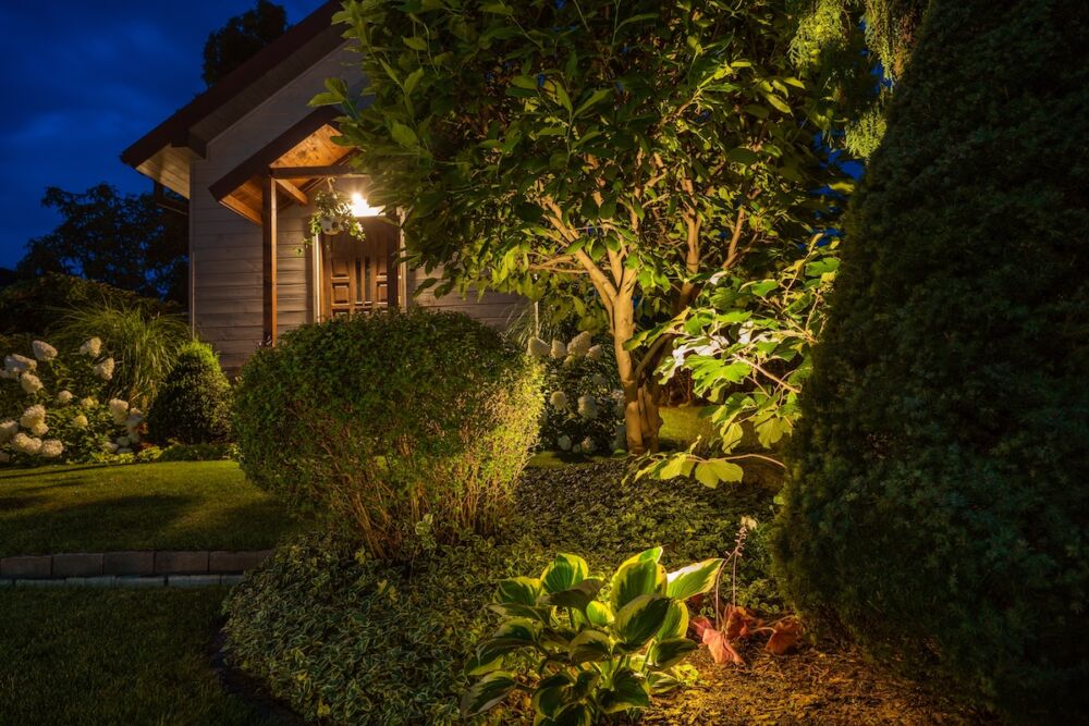 Illuminated night garden with white flowering hydrangeas and variegated hosta and ground cover.