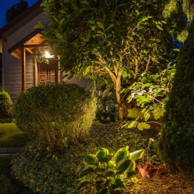 Illuminated night garden with white flowering hydrangeas and variegated hosta and ground cover.