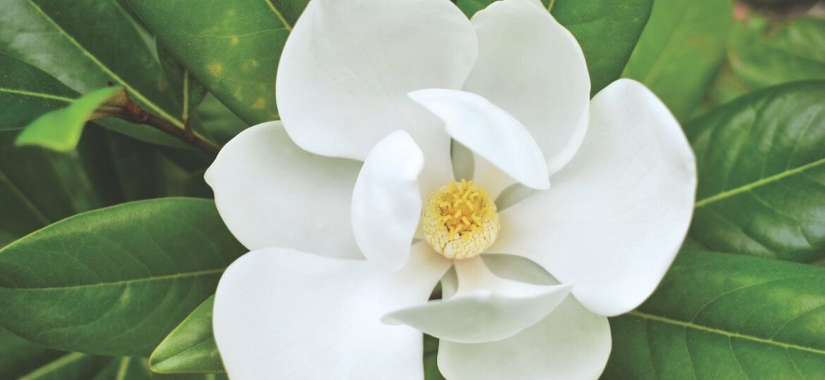 southern magnolia flowers