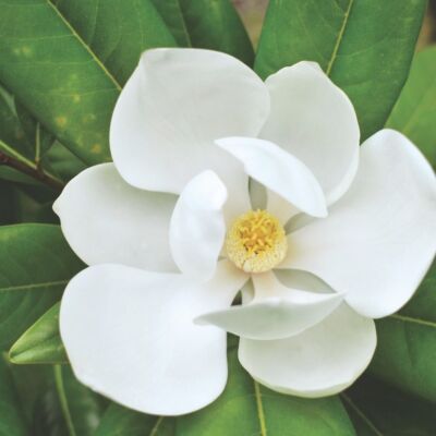 southern magnolia flowers