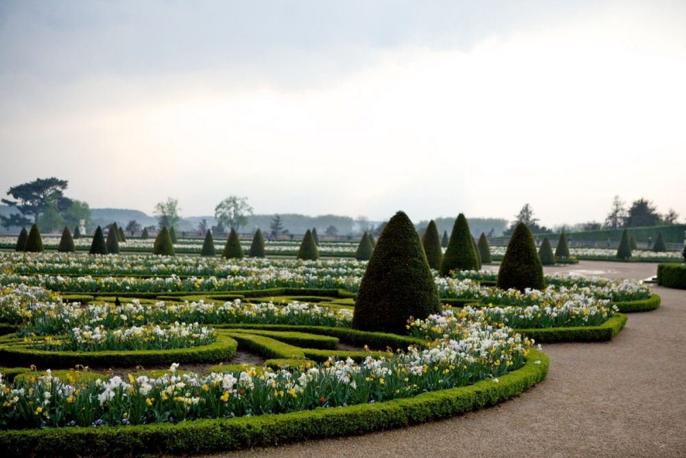 Daffodils at Versailles