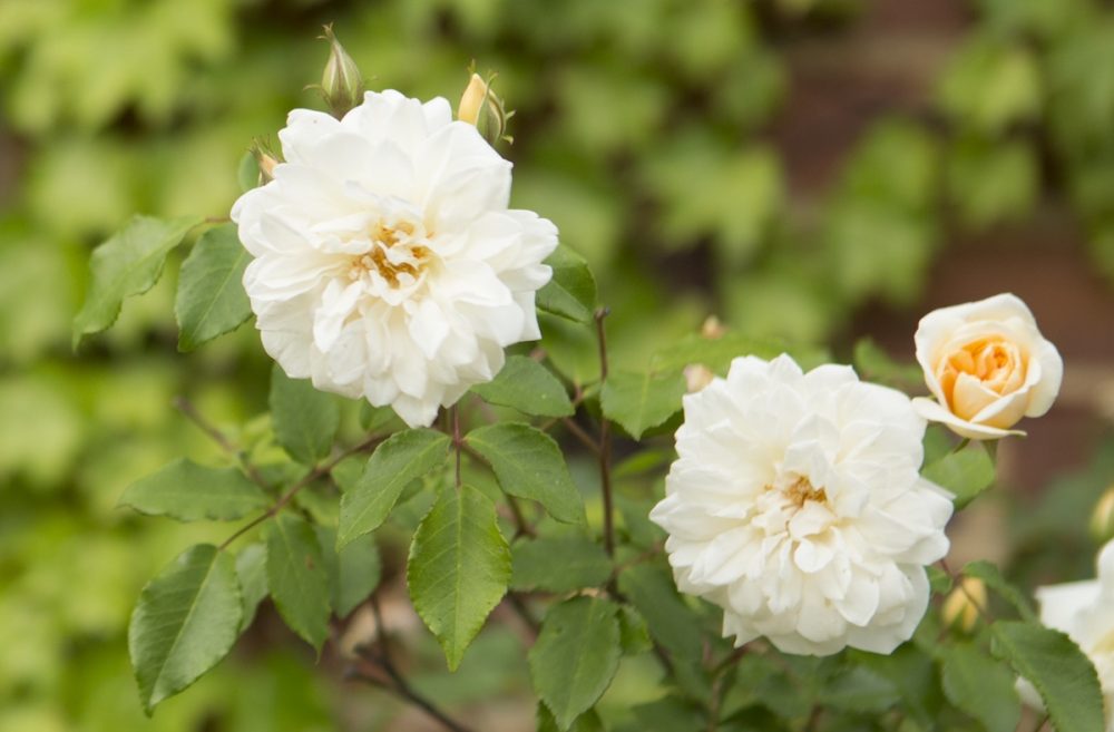 roses that tolerate shade, roses for small spaces, carefree roses