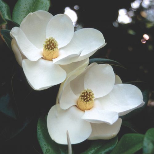 magnolia, night garden