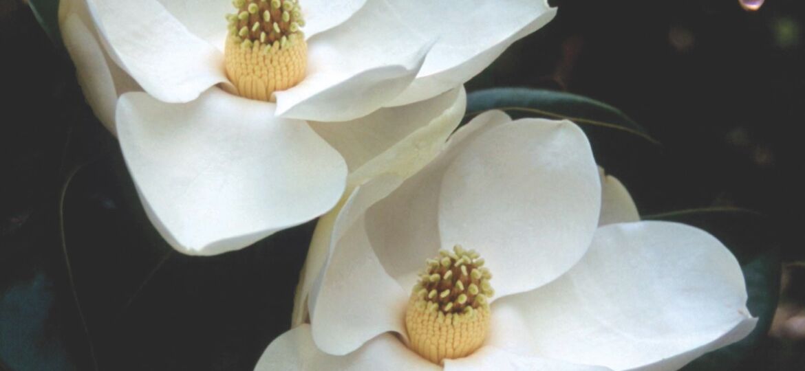Southern magnolia blossoms in a night garden.