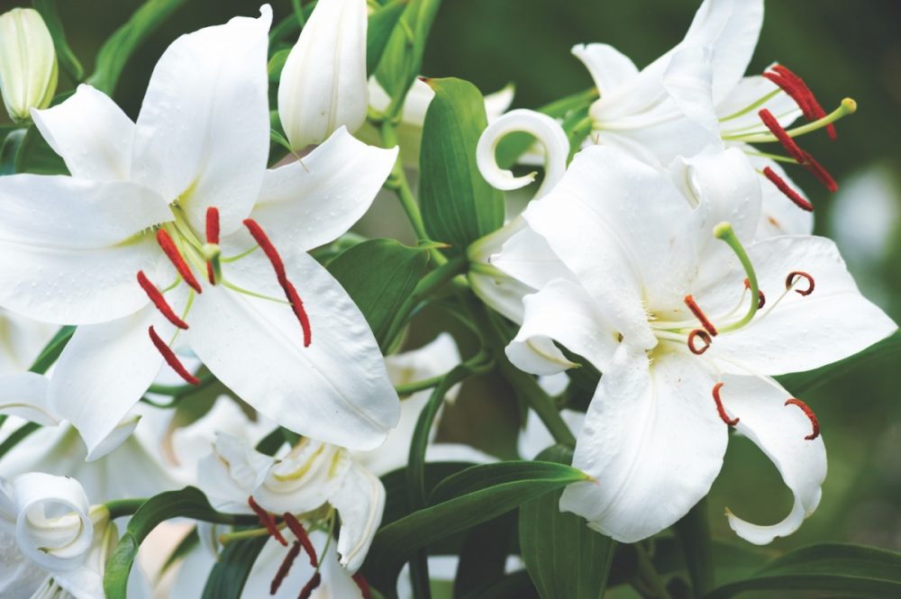 casa blanca lilies, white oriental lily, fragrant garden plants