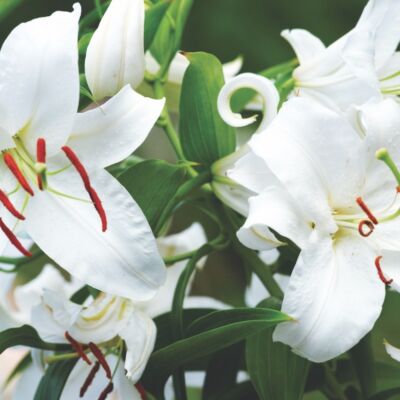 casa blanca lilies, white oriental lily