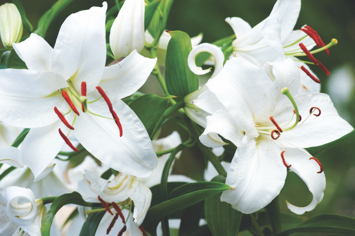 casa blanca lilies, white oriental lily