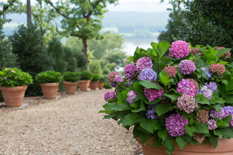 Large terra cotta pots filled with big-leaf hydrangeas at P. Allen Smith's Moss Mountain Farm.